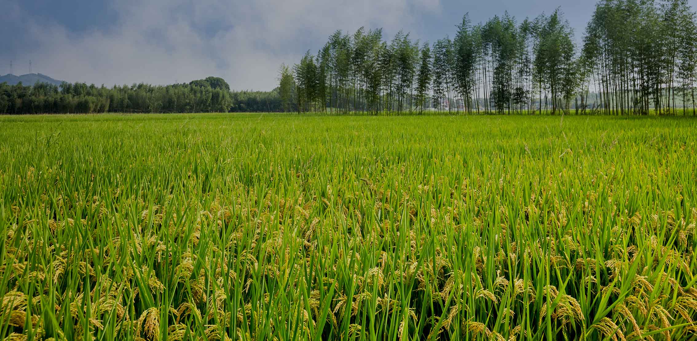 數(shù)字農(nóng)業(yè)產(chǎn)業(yè)園